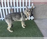 Small German Shepherd Dog Mix