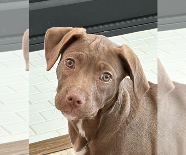 Medium Photo #10 Mutt Puppy For Sale in Mooresville, NC, USA