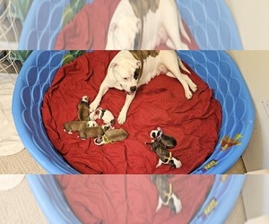 Alapaha Blue Blood Bulldog Litter for sale in SHELOCTA, PA, USA