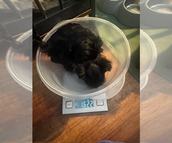 Medium Photo #9 Yorkshire Terrier Puppy For Sale in PORTLAND, OR, USA