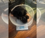 Small #8 Yorkshire Terrier