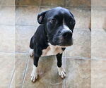 Small #1 Boxer