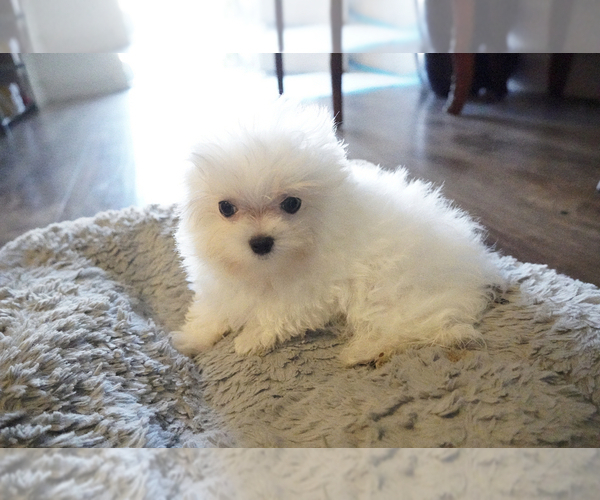 Medium Photo #8 Maltese Puppy For Sale in LOS ANGELES, CA, USA
