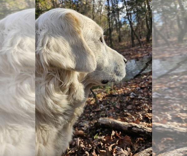 Medium Photo #1 Great Pyrenees Puppy For Sale in WATTS, OK, USA