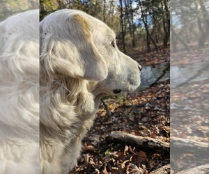 Mother of the Great Pyrenees puppies born on 12/08/2024