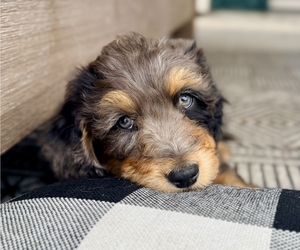 Medium Photo #1 Aussie-Poo-Bernedoodle Mix Puppy For Sale in LEXINGTON, SC, USA
