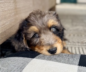 Aussie-Poo-Bernedoodle Mix Litter for sale in LEXINGTON, SC, USA