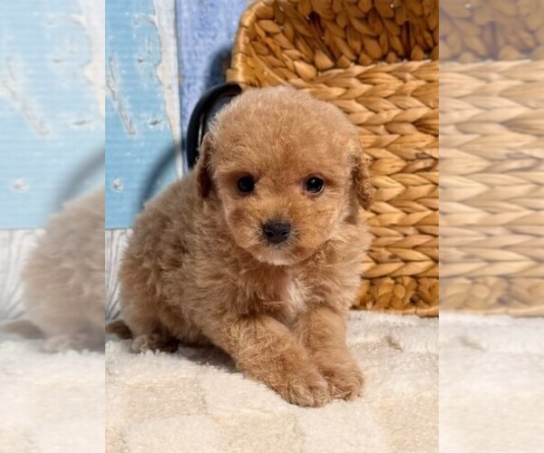 Medium Photo #1 Cockapoo (Toy) Puppy For Sale in MIRAMAR, FL, USA