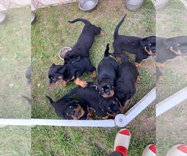 Medium Photo #1 Rottweiler Puppy For Sale in LITHONIA, GA, USA