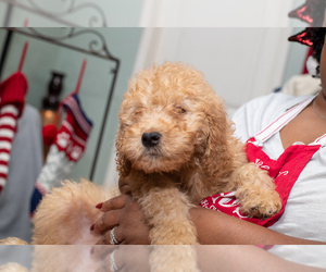 Goldendoodle Puppy for sale in LAKELAND, FL, USA