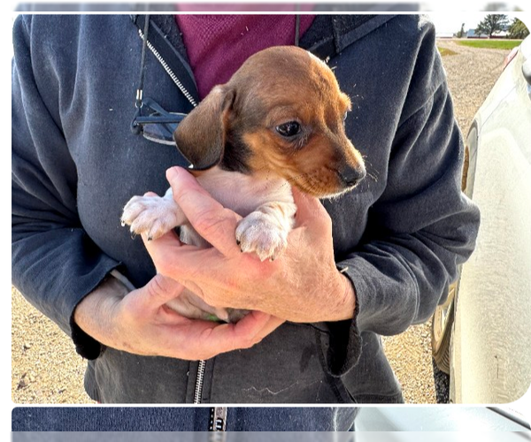 Medium Photo #9 Dachshund Puppy For Sale in Sioux Falls, SD, USA