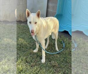 German Shepherd Dog Dogs for adoption in Riverside, CA, USA