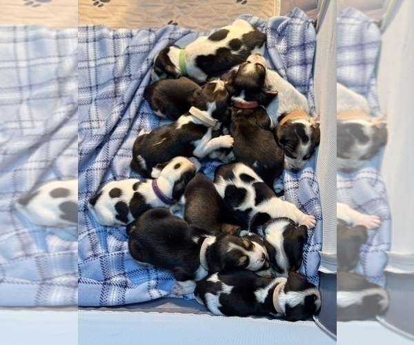 Medium Photo #2 Beagle Puppy For Sale in ORLANDO, FL, USA