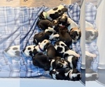 Small #1 Beagle