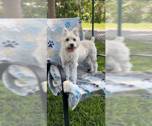 Medium Photo #8 Mutt Puppy For Sale in Weston, FL, USA
