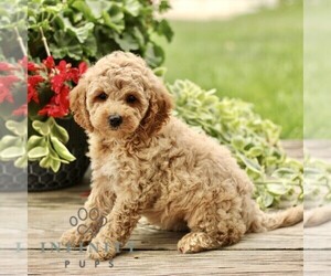Goldendoodle (Miniature) Puppy for sale in RONKS, PA, USA