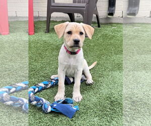 Mutt Dogs for adoption in Fort Worth, TX, USA