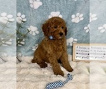 Small #2 Goldendoodle mix (+ Poodle Miniature)