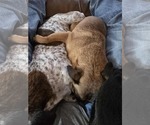 Small #2 Pug Mix