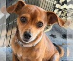 Small Chihuahua Mix