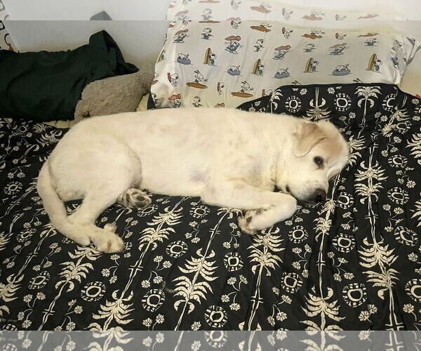 Medium Photo #7 Great Pyrenees Puppy For Sale in Spring, TX, USA