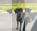 Small Great Dane