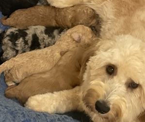 Goldendoodle-Poodle (Miniature) Mix Puppy for sale in GAY, GA, USA