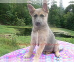 Small #6 German Shepherd Dog