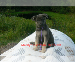 German Shepherd Dog Puppy for sale in PIEDMONT, MO, USA
