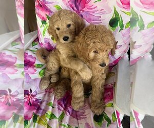 Goldendoodle Puppy for sale in MACON, GA, USA