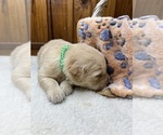 Small #17 Golden Retriever