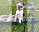 Small #16 Poodle (Toy) Mix
