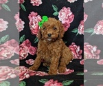 Small Photo #3 Cockapoo-Poodle (Miniature) Mix Puppy For Sale in LANCASTER, PA, USA
