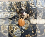 Puppy Spooky Cane Corso