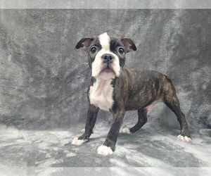 Boston Terrier Dogs for adoption in Lincolnwood, IL, USA