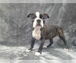 Small Boston Terrier