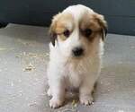 Puppy 0 Border Collie-Great Pyrenees Mix