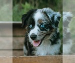 Puppy Smalls Miniature Australian Shepherd