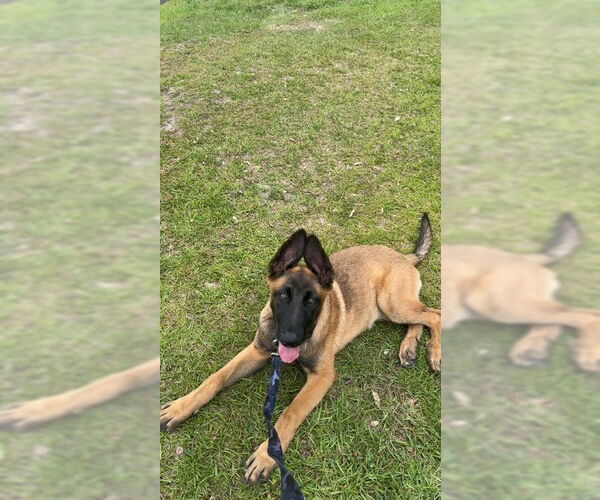 Medium Photo #3 Mutt Puppy For Sale in Imlay City, MI, USA