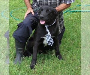 Tug - Male Labrador Retriever Dog for Adoption - Photo #2