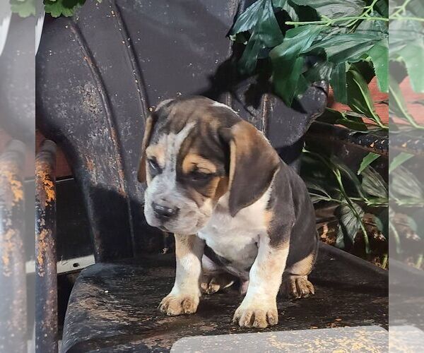 View Ad Beabull Puppy for Sale near Illinois, ARTHUR, USA. ADN839232