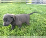 Small Photo #7 Labrador Retriever Puppy For Sale in MIDDLEBURY, IN, USA