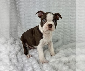 Boston Terrier Puppy for sale in FRANKLIN, IN, USA