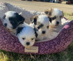 Mal-Shi Puppy for sale in SPRINGFIELD, MO, USA
