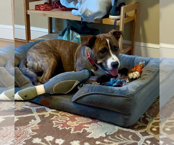 Medium Photo #12 Mutt Puppy For Sale in Canton, CT, USA