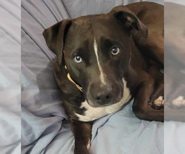 Medium Photo #3 Siberian Husky-Unknown Mix Puppy For Sale in Brooklyn Center, MN, USA