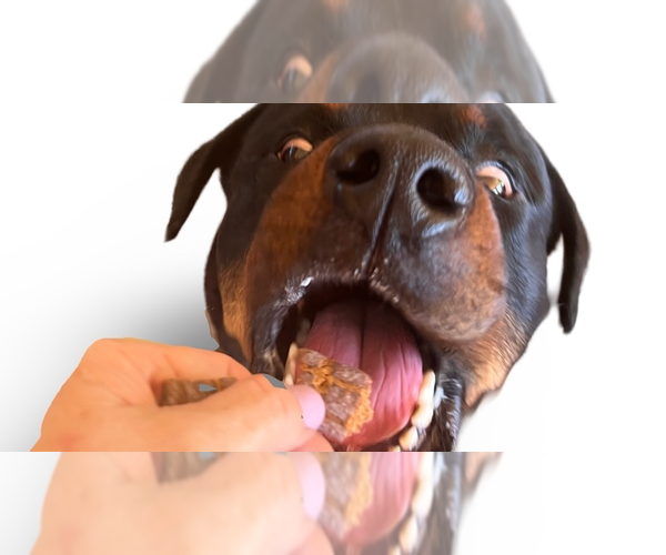 Medium Photo #1 Rottweiler Puppy For Sale in Gilbert, AZ, USA