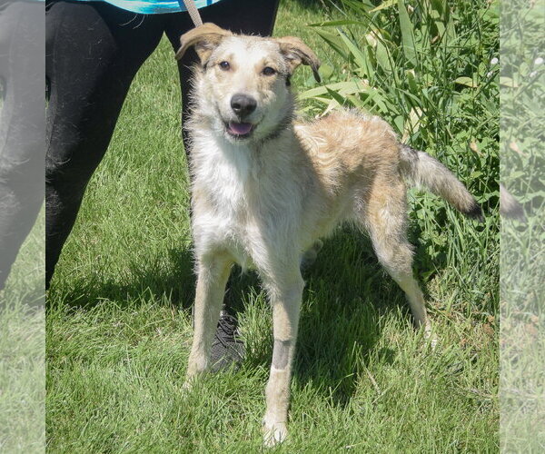 Medium Photo #2 Borzoi-Irish Wolfhound Mix Puppy For Sale in Huntley, IL, USA