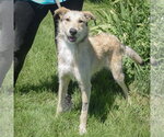 Small #1 Borzoi-Irish Wolfhound Mix