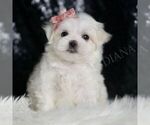 Puppy Adelina Maltese